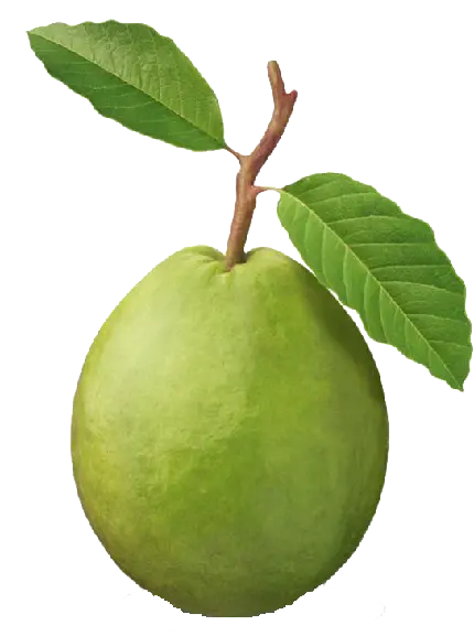 عکس گواوا یا امرود Psidium guajava نوعی گیاه گرمسیری
