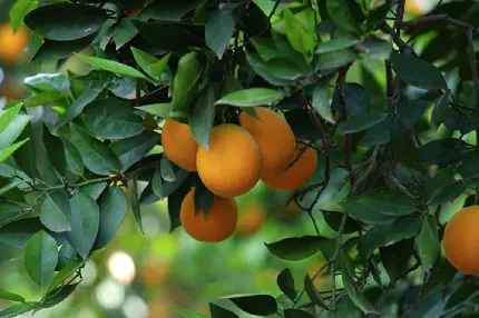 دانلود عکس درخت سرسبز انبه میوه ای ارزشمند در طب سنتی