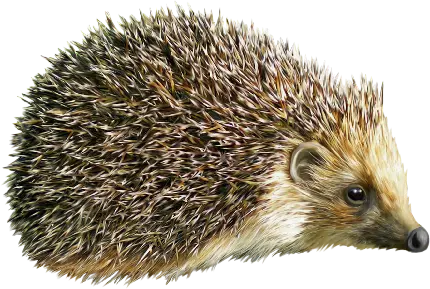 تصویر Hedgehog PNG خارپشت و جوجه تیغی با پس زمینه شفاف