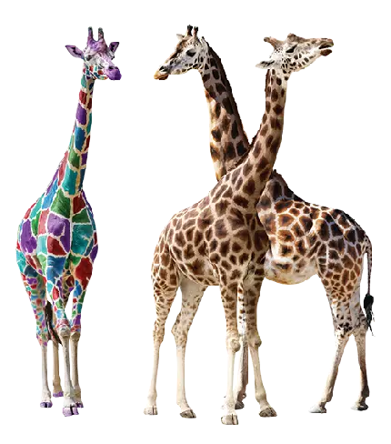 دانلود رایگان عکس PNG زرافه Giraffe PNG Transparent