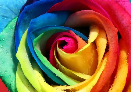 جدیدترین عکس گل رز رنگین کمانی با کیفیت اچ دی HD 