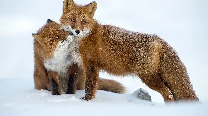والپیپر کیوت و شیک روباه های نارنجی جفت در برف و یخبندان 