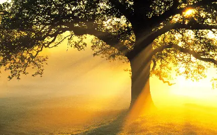 عکس خیلی خوشگل از نور آفتاب لابه لای درختی تنها و غمگین