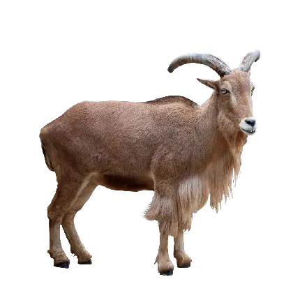 چاپ پوستر دانلود عکس PNG بز واقعی قهوه ای با شاخ های محکم و ریش های بلند 