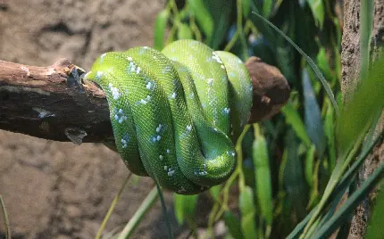 تصویر خارق العاده و جدید از مار سبز رنگ درختی 