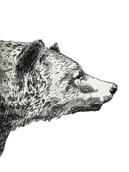 عکس طراحی خفن خرس با فرمت PNG و دور بری شده 