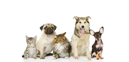 عکس استوک حیوانات خانگی برای تابلوی دامپزشکی ها