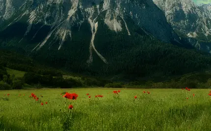 عکس دختر بدون چهره خفن