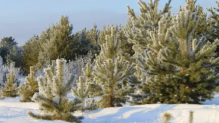 پس زمینه دلپسند درختان توسکا روی تپه برفی با کیفیت اچ دی