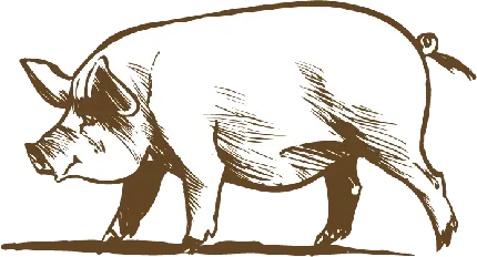 عکس PNG نقاشی خوک مناسب چاپ در کتاب های رنگ امیزی بزرگسال