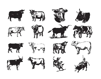طرح های سیاه و سفید انواع گاو با کیفیت فوق العاده