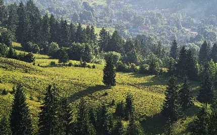 عکس خیلی خوشگل از طبیعت با پوشش گیاهی درختان کاج