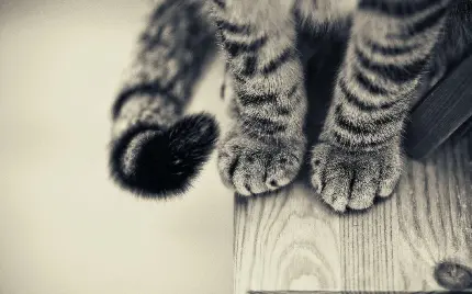 عکس از پا و دم پشمالو گربه سیاه و سفید با وضوح خیلی خوب