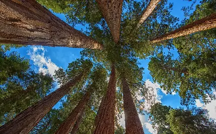 عکس پروفایل از درخت بلند سکویا برای طبیعت گردان