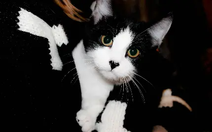 عکس گربه سیاه و سفید Bicolor cat با چهره باحال و زل زده به دوربین