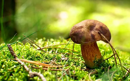 عکس والپیپر باحال از قارچ سرخ خوراکی روییده در جنگل های بارانی ازوپا