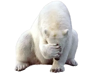 عکس پی ان جی PNG بامزه خرس قطبی سفید مخصوص اینستاگرام
