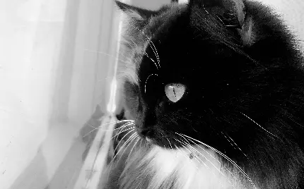 تصویر زمینه سیاه و سفید از یک گربه ی خیلی زیبا برای چاپ‌ برچسب پشت لپتاپ 