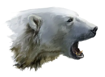 عکس دور بریده شده باحال خرس سفید وحشی با دندان های تیز 