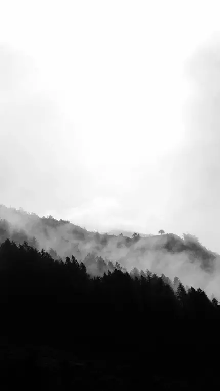 منظره سایه مشکی درختان در جنگل کوهستانی مه آلود