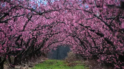 والپیپر از درخت و شکوفه های صورتی بهاری در طبیعت رویایی