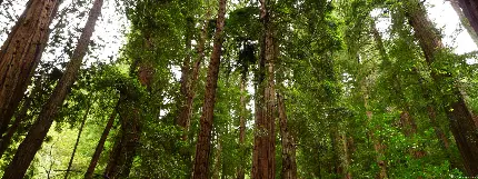 تصویر های مختلف از درخت بلند سکویا از جوهره مرجع عکس