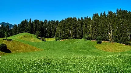 منظره ای باطراوت و شاداب در طبیعت دلنواز با کیفیت خوب