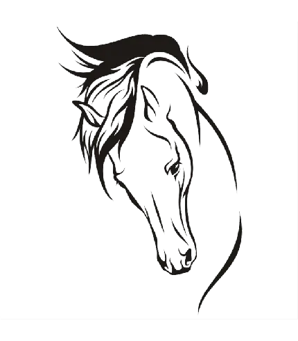 png رایگان عکس اسب نماد آزادی و زیبایی با کیفیت بالا