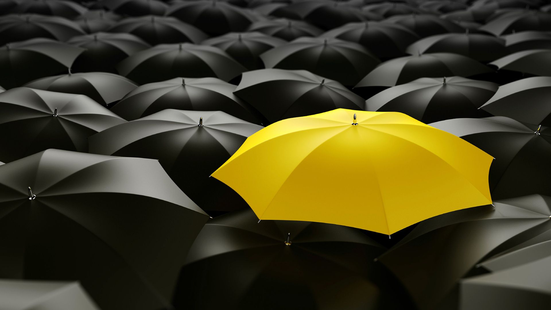 دانلود بک گراند چشم نواز چتر زرد رنگ در میان چترهای مشکی 