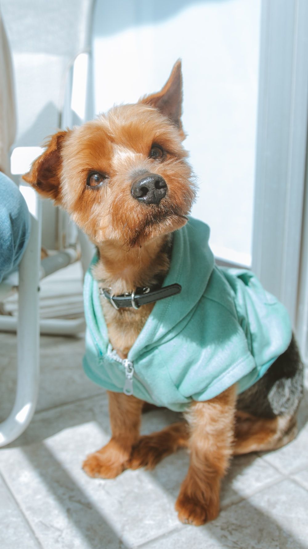 والپیپر سگ کیوت و بامزه درمان شده در دامپزشکی برای موبایل
