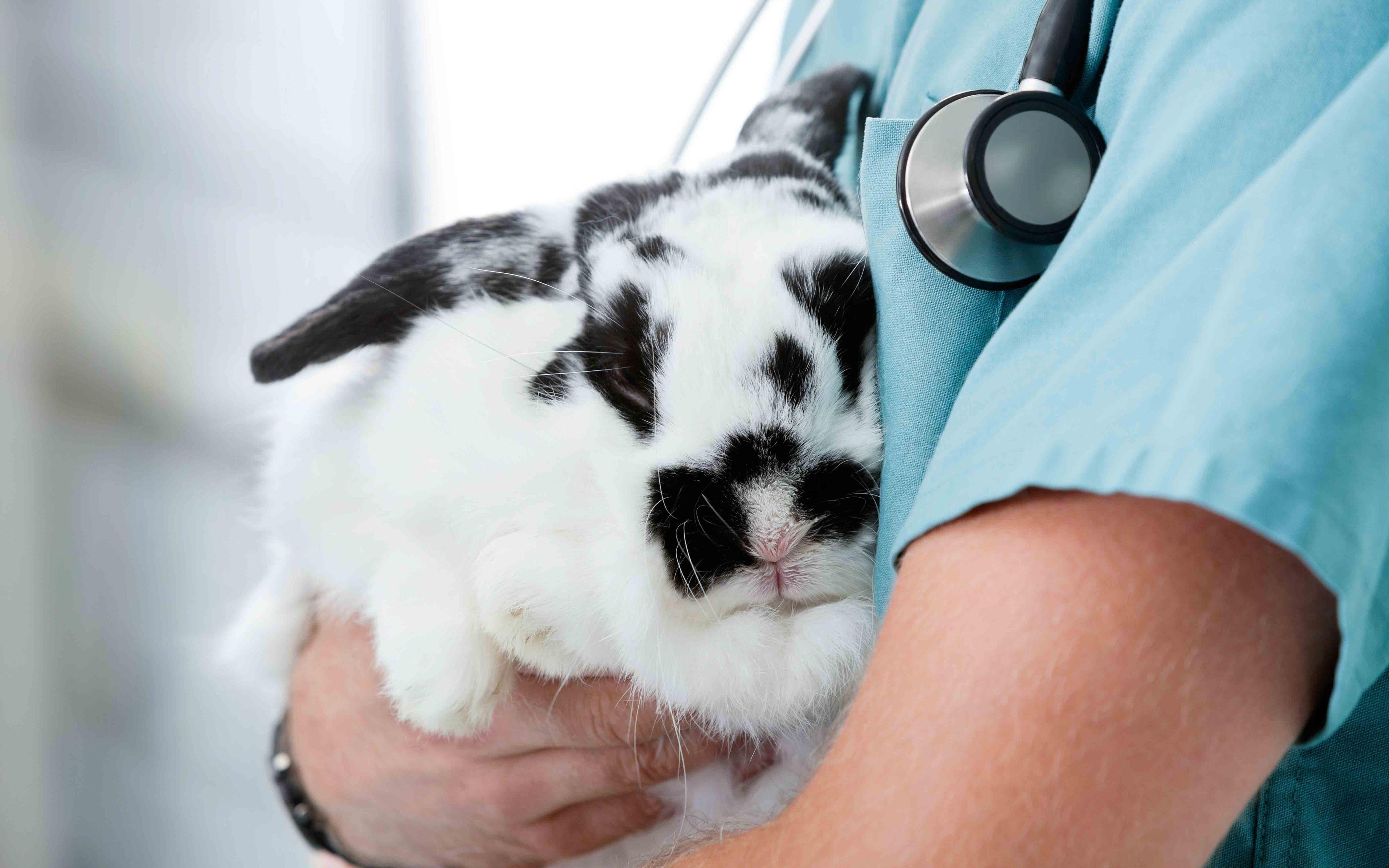 عکس تماشایی دامپزشک در حال درمان خرگوش با کیفیت عالی