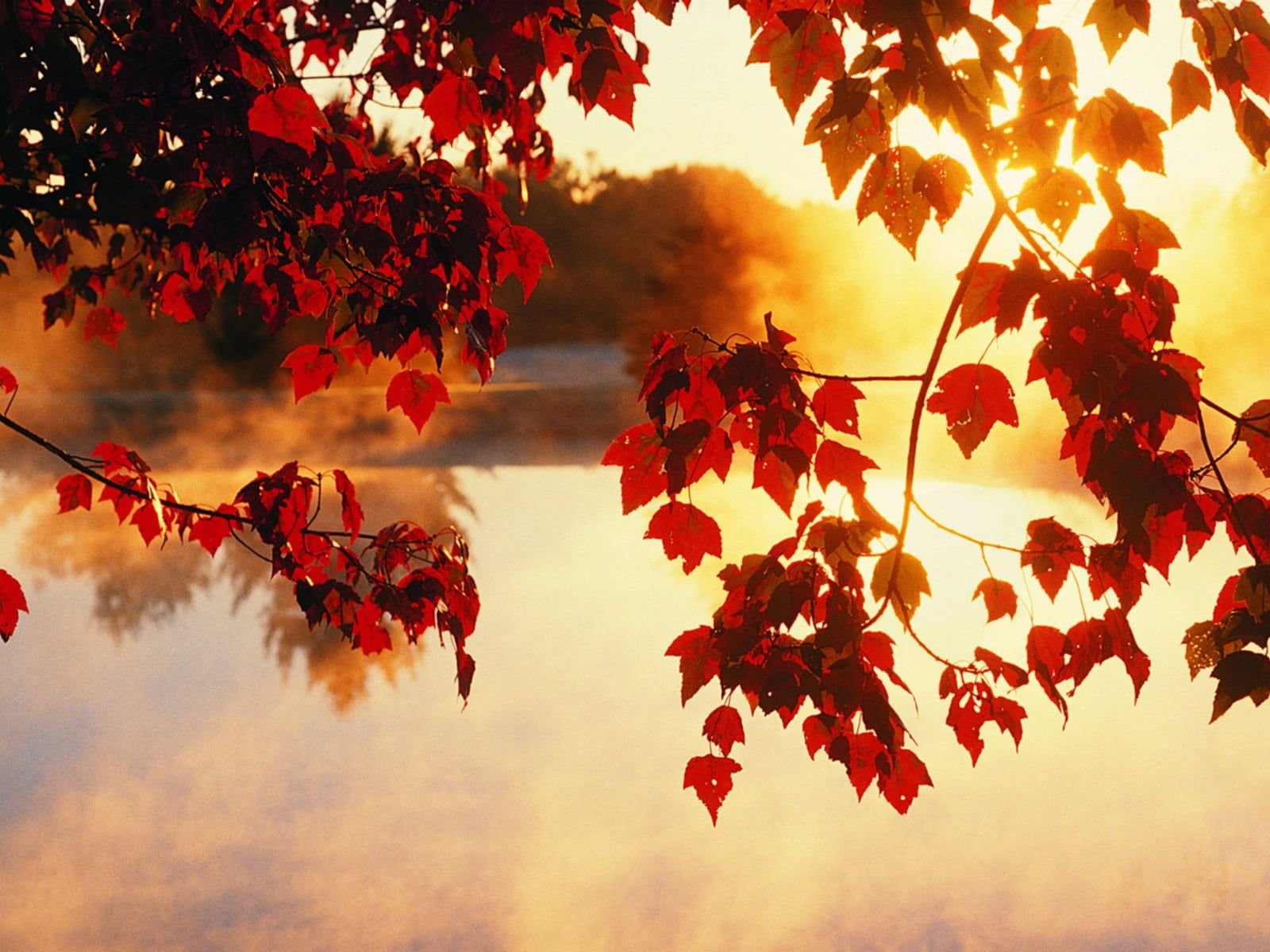 عکس برگ های درخت افرا با پس زمینه غروب دریاچه برای پروفایل
