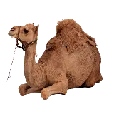 چاپ قاب موبایل و گوشی فایل ترانسپرنت دوربری شده شتر و کجاوه نشسته با فرمت png