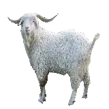 چاپ قاب موبایل و گوشی عکس زیبای گوسفند شاخ دار با پشم های سفید