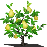 چاپ قاب موبایل و گوشی عکس دیدنی از درخت گلابی های تازه و خوشمزه با فرمت PNG