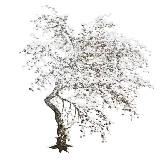 چاپ قاب موبایل و گوشی تصویر پی ان جی PNG و دور بری شده درخت برفی سفید پوش بدون زمینه 