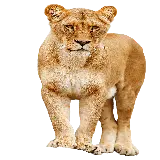 چاپ قاب موبایل و گوشی عکس png شیر ماده از نمای رو به رو با کیفیت بالا