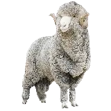 چاپ قاب موبایل و گوشی عکس PNG گوسفند واقعی با پشم های زیاد خاکستری
