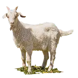 چاپ قاب موبایل و گوشی عکس PNG بز واقعی پشمالو سفید و تمیز برای پرینت 
