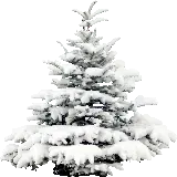 چاپ قاب موبایل و گوشی عکس با طرح کاج پوشیده از برف با موضوعیت زمستان PNG