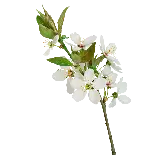 چاپ قاب موبایل و گوشی عکس شاخه ای از درخت گلابی png با شکوفه و برگ های زیبا