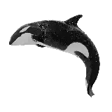 چاپ قاب موبایل و گوشی دانلود عکس نهنگ قاتل Orca بدون پس زمینه با کیفیت خوب 