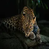 چاپ قاب موبایل و گوشی دیدنی ترین عکس پلنگ leopard با حس و حال عجیب در چهره اش 