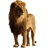 چاپ قاب موبایل و گوشی دانلود عکس شیر نر زیر نور طبیعی خورشید در فرمت png