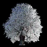چاپ قاب موبایل و گوشی دانلود رایگان عکس PNG پی ان جی  درخت برفی انیمیشنی و کارتونی