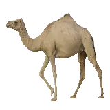 چاپ قاب موبایل و گوشی شتر اهلی شده بزرگ برای حمل بارهای سنگین