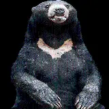 چاپ قاب موبایل و گوشی عکس خرس سیاه black bear ایستاده از رو به رو با کیفیت بالا