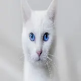 عکس های گربه های سفید با ویژگی های ظاهری خیره کننده