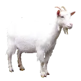 چاپ قاب موبایل و گوشی دانلود عکس PNG بز واقعی سفید بدون زمینه 