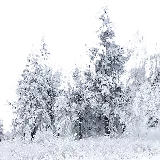 چاپ قاب موبایل و گوشی عکس PNG پی ان جی درخت های برفی و یخ زده کریستالی 